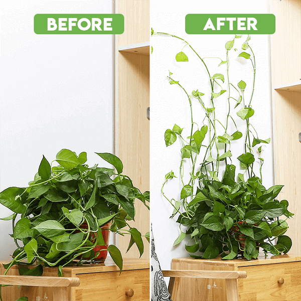 Plant Climbing Wall Clip Self-Adhesive Hook