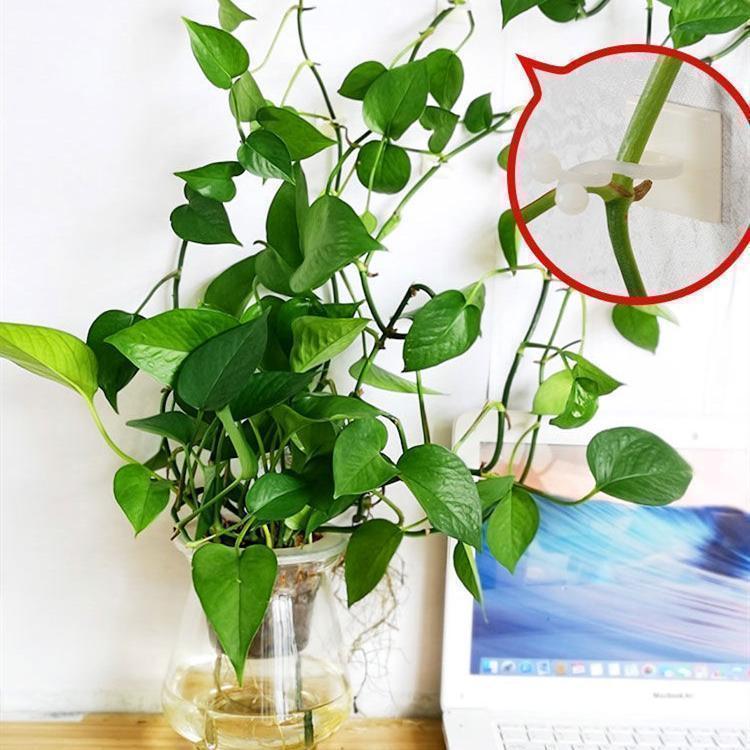 Plant Climbing Wall Clip Self-Adhesive Hook