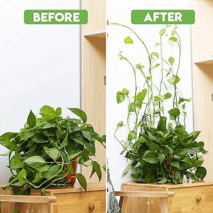 Plant Climbing Wall Clip Self-Adhesive Hook